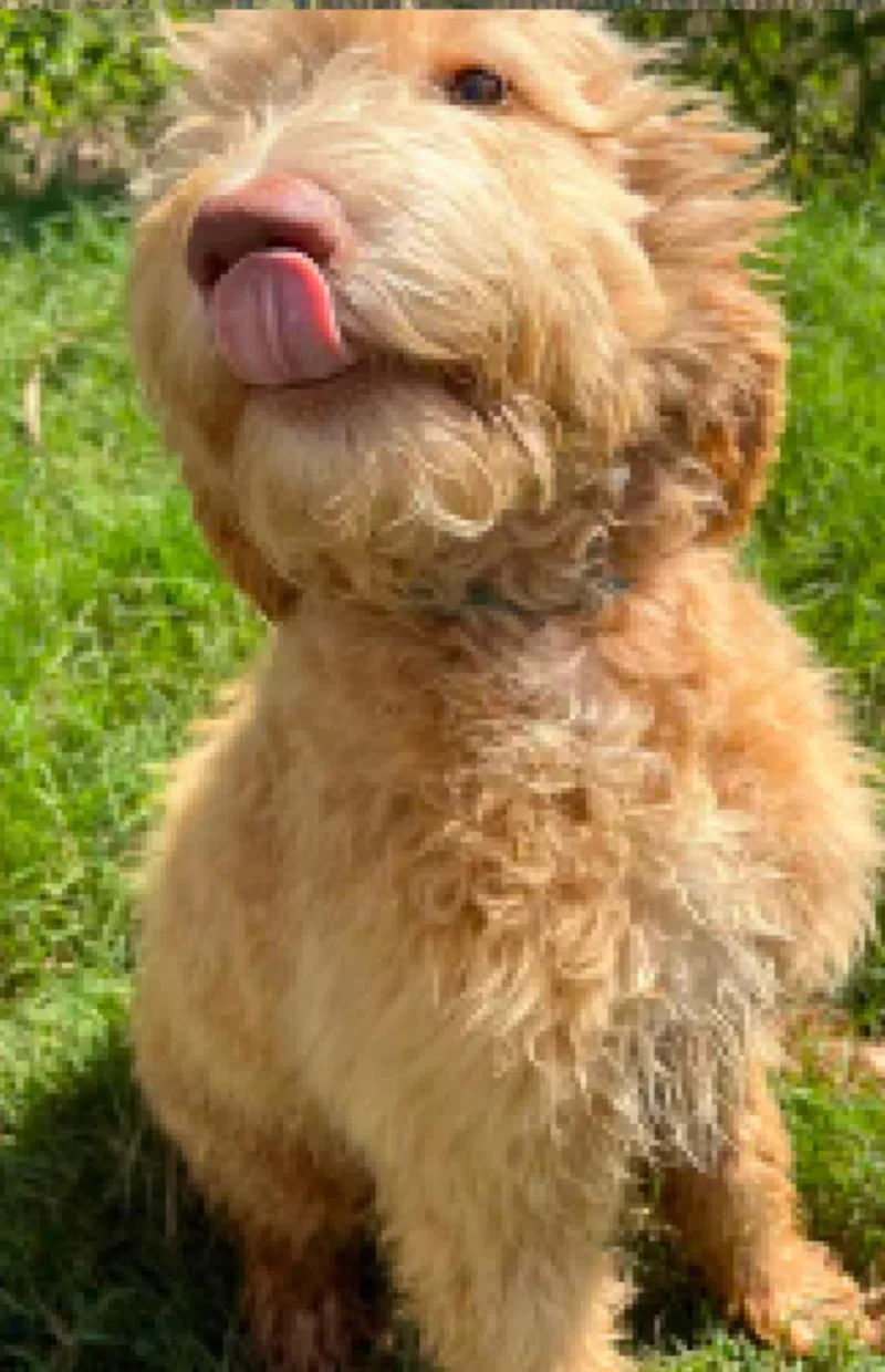 A baby medium-sized male Golden Retriever dog named Shaggy KWI in MS for adoption in Warwick, RI