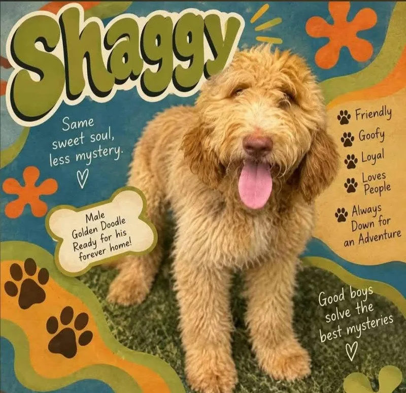 Shaggy KWI in MS thumbnail 2