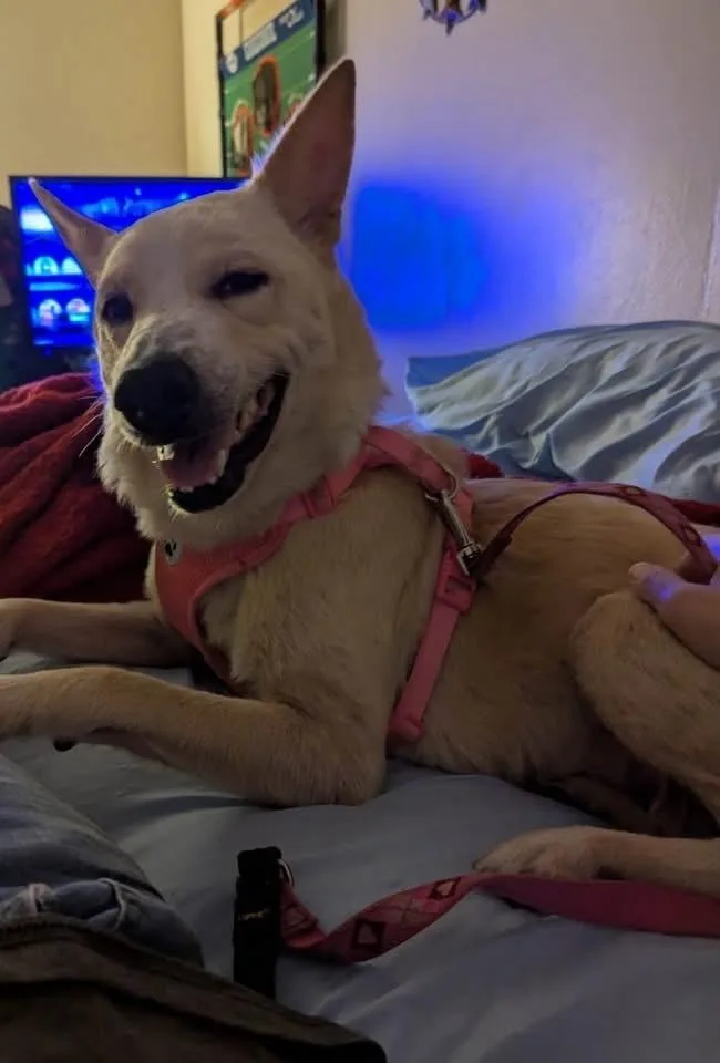Luna thumbnail 4