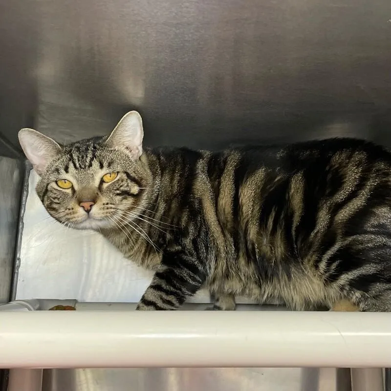 An adult medium-sized male Domestic Short Hair cat named Squid for adoption in Roanoke, VA