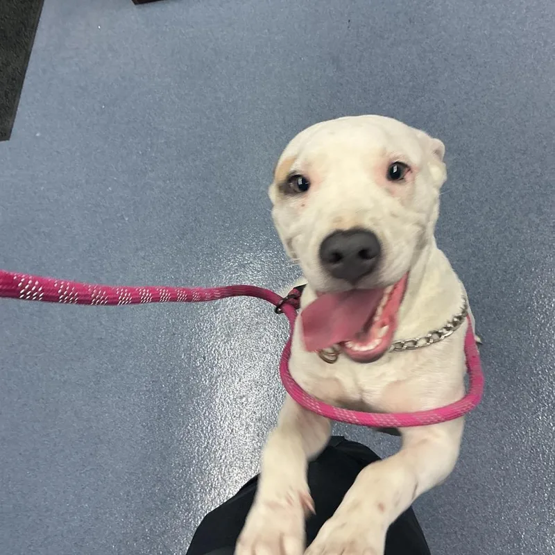 A young medium-sized female Pit Bull Terrier dog named Darcy for adoption in St Joseph, MO