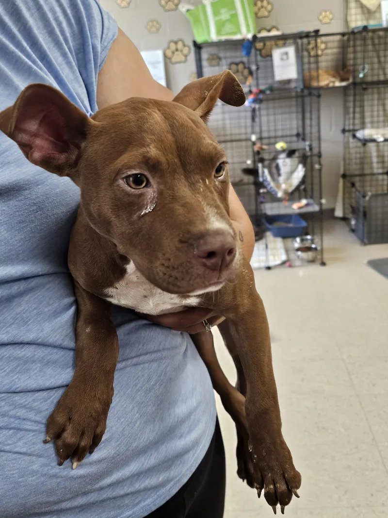 A baby small-sized female Brown / Chocolate Pit Bull Terrier dog named Diva for adoption in Burlington, IA
