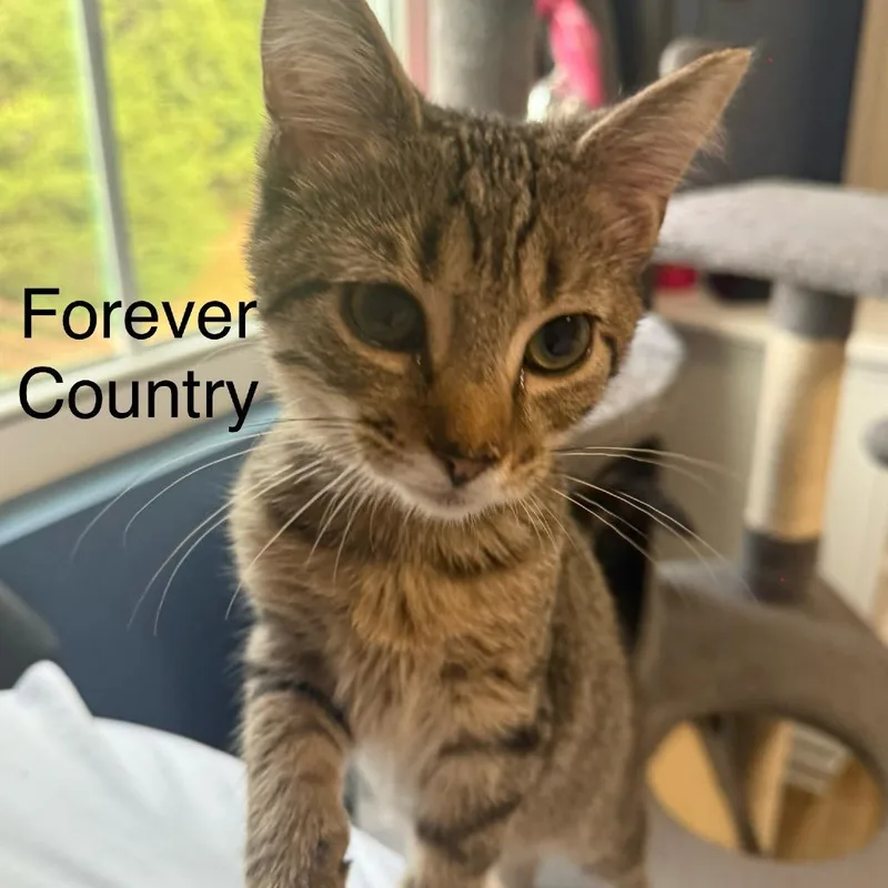 A baby small-sized male Brown / Chocolate Domestic Short Hair cat named Forever Country for adoption in Fredericksburg, VA