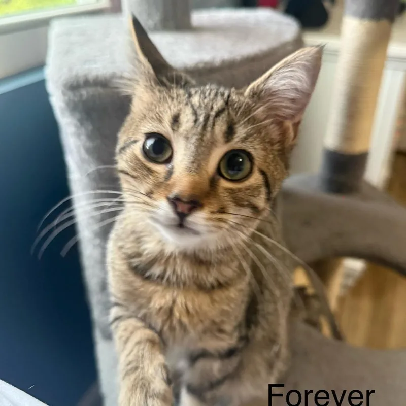 Forever Country thumbnail 4