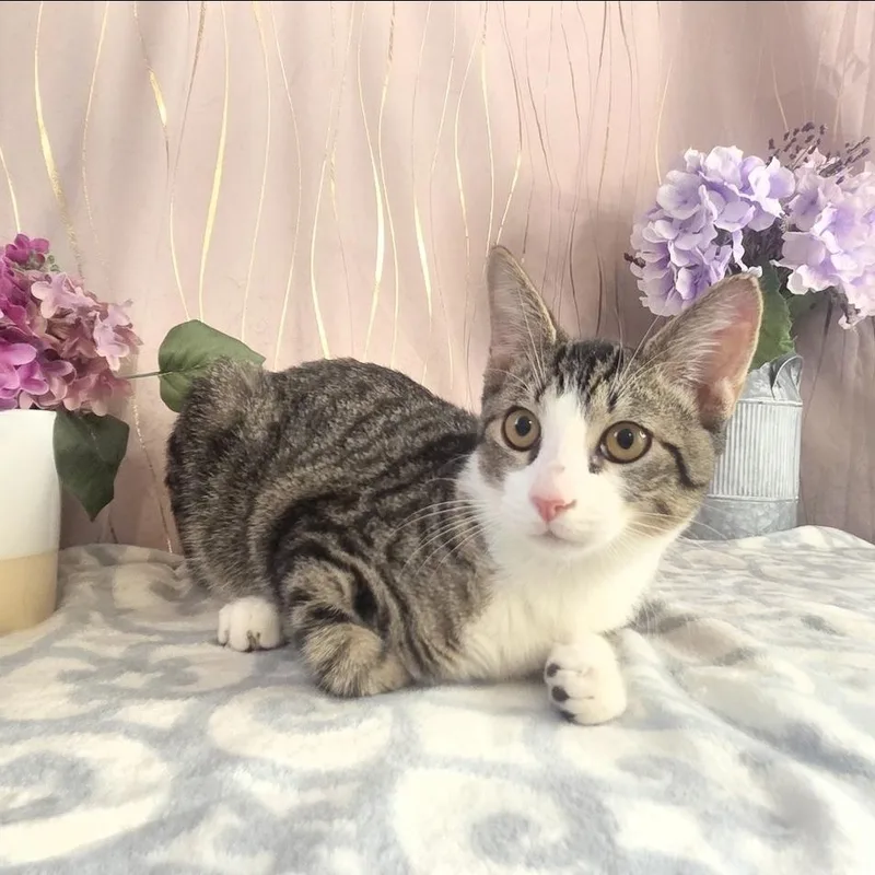 A baby small-sized male Domestic Short Hair cat named Ibby for adoption in Long Beach, MS