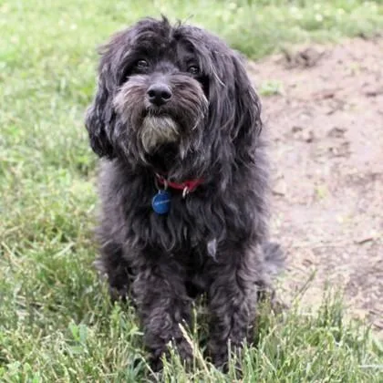 An adult small-sized male Mixed Breed dog named Smokey for adoption in Wheaton, IL