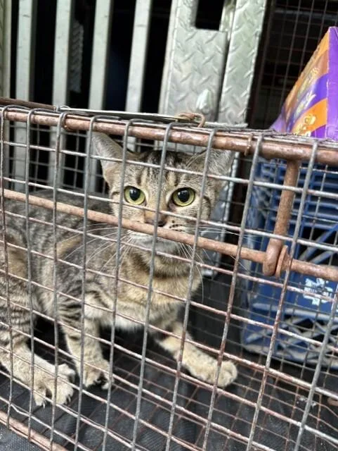 An adult medium-sized female Tabby (Tiger Striped) Domestic Short Hair cat named Shere Khan for adoption in Providence Forge, VA