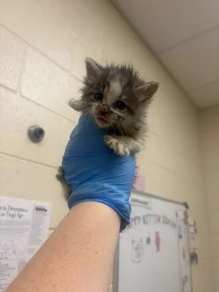 A baby small-sized female Domestic Long Hair cat named Miss Sara Bellum for adoption in Westland, MI