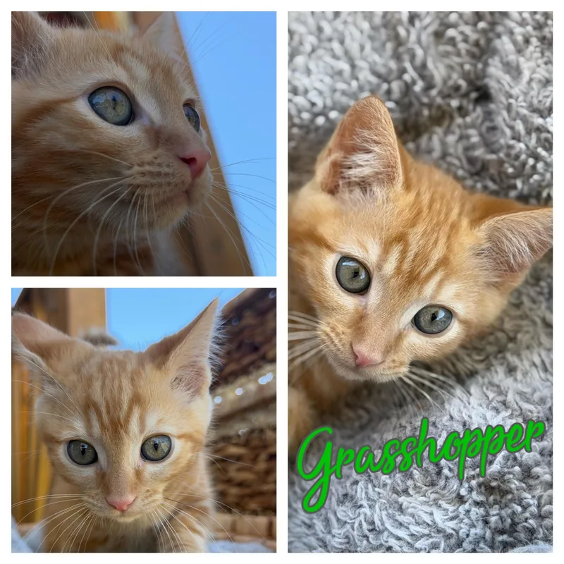 A baby small-sized female Tabby (Orange / Red) Domestic Short Hair cat named Grasshopper for adoption in Hollister, CA