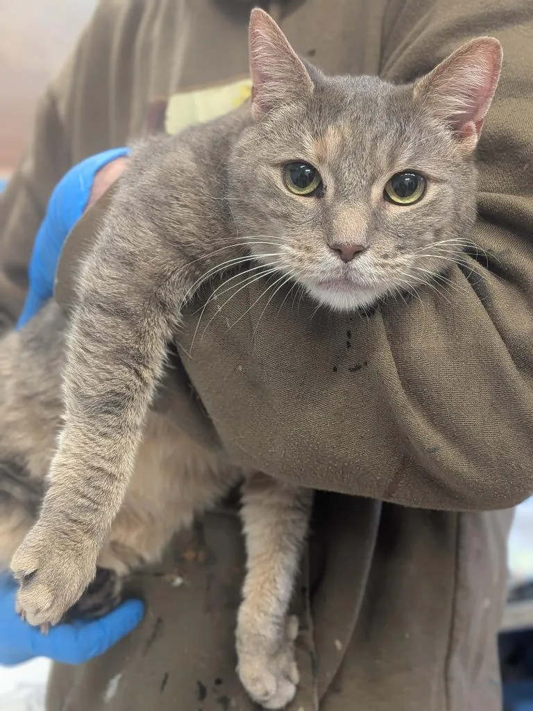 An adult small-sized female Domestic Short Hair cat named Becky for adoption in Hyde Park, NY