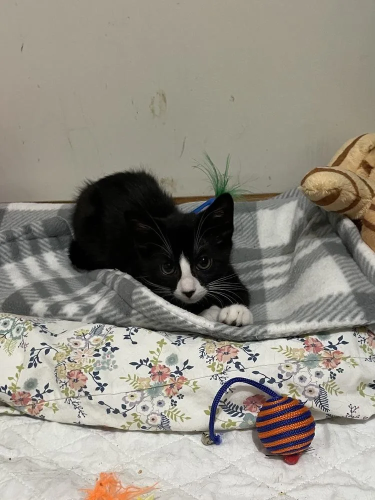 A baby medium-sized female Domestic Short Hair cat named Coco for adoption in Milltown, NJ