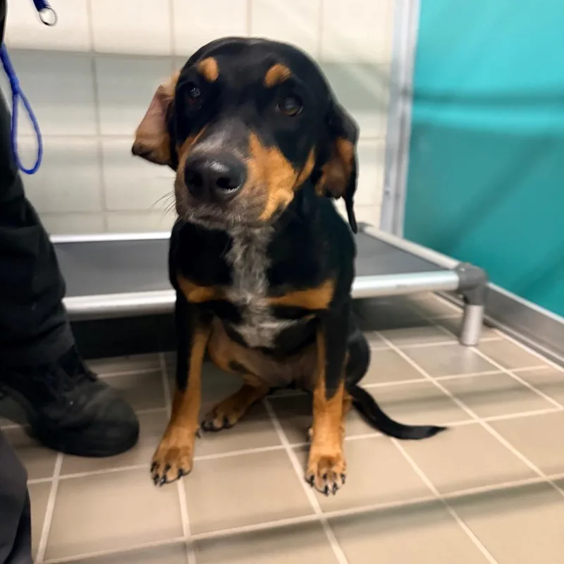 A young medium-sized female Black Hound dog named Velma for adoption in Bryan, TX