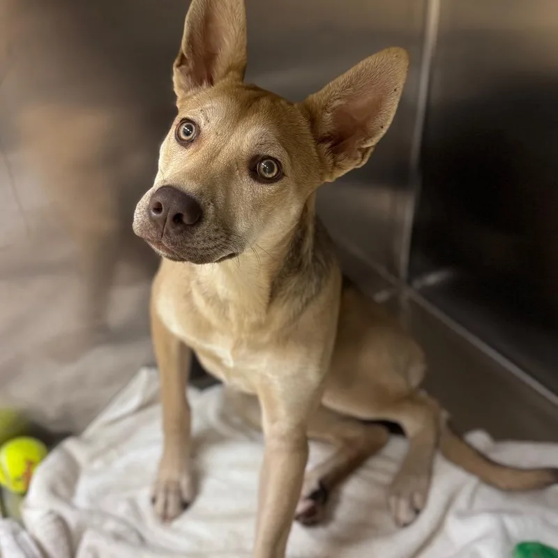 A young medium-sized female Yellow / Tan / Blond / Fawn Mixed Breed dog named Megan Jr. for adoption in Winston-Salem, NC