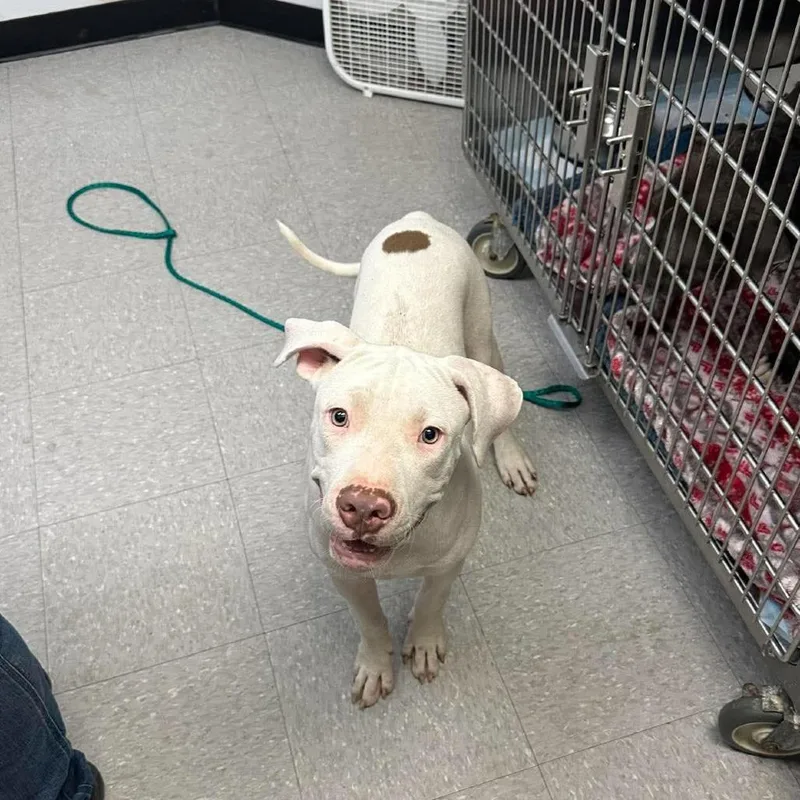 A young medium-sized male Pit Bull Terrier dog named Luca for adoption in Bastrop, TX