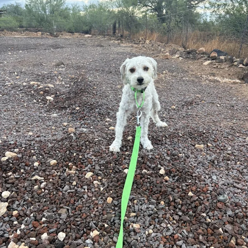 An adult small-sized female Poodle dog named Birdie for adoption in Phoenix, AZ