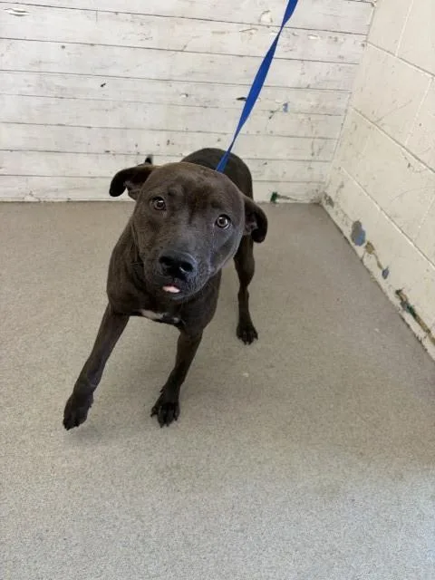 A young large-sized female Pit Bull Terrier dog named Luna for adoption in San Bernardino, CA