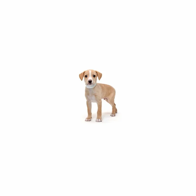 A baby small-sized male White / Cream Mixed Breed dog named Messi for adoption in Playa Vista, CA