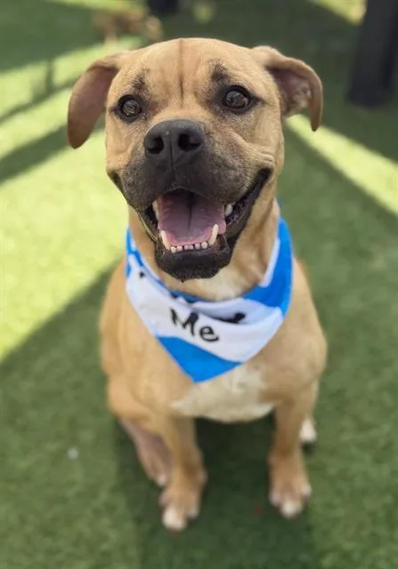 An adult large-sized male Mixed Breed dog named Rover for adoption in Columbia, SC