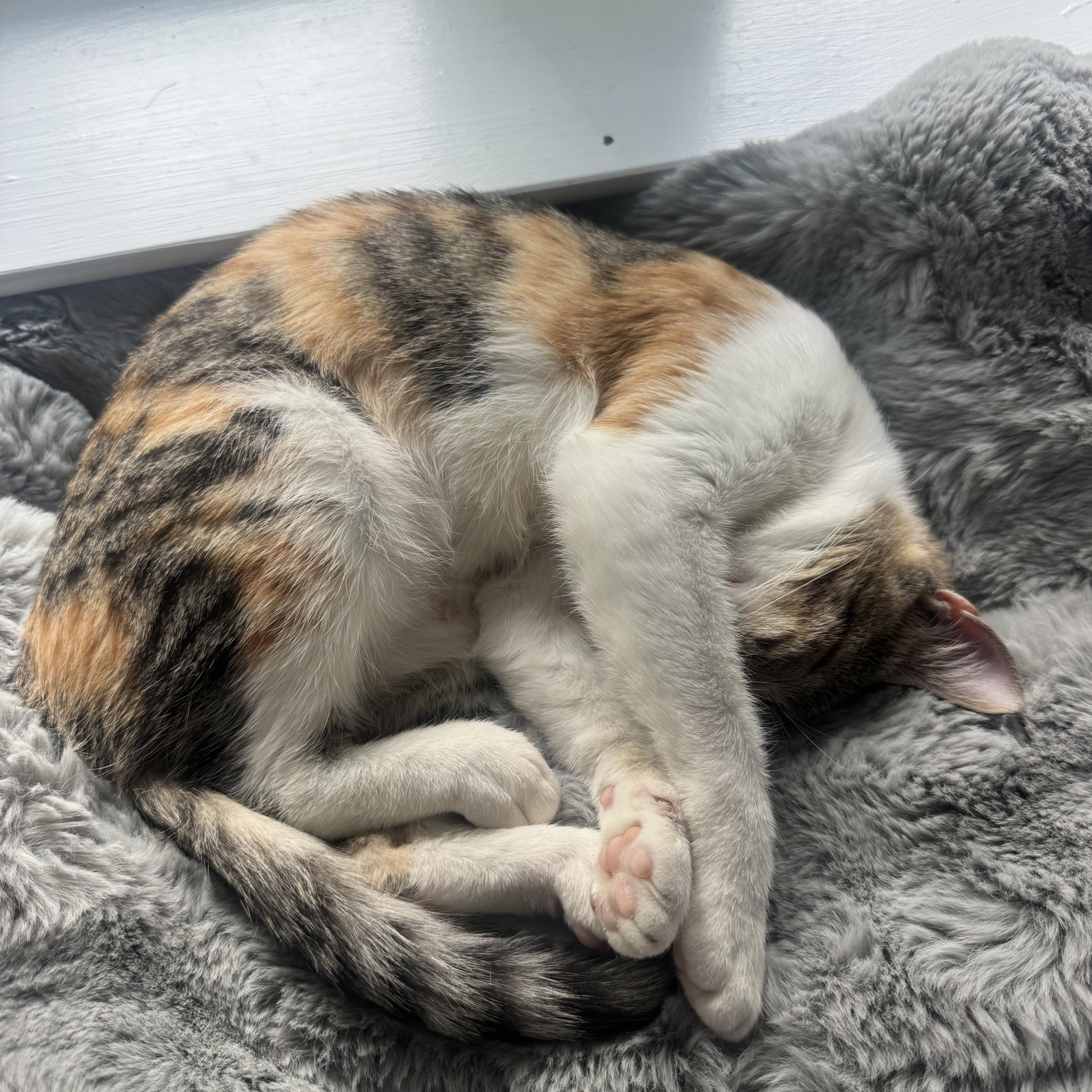 A young medium-sized female Tabby (Brown / Chocolate) Calico cat named Chatty Cathy for adoption in Columbia, SC