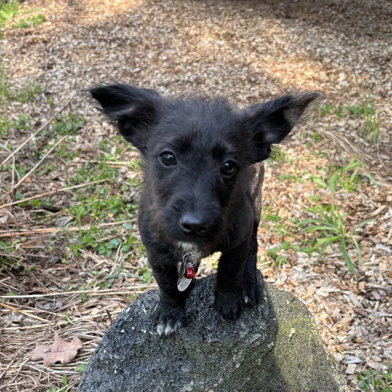 A baby small-sized female Black Poodle dog named Ginny for adoption in Lincolnshire, IL