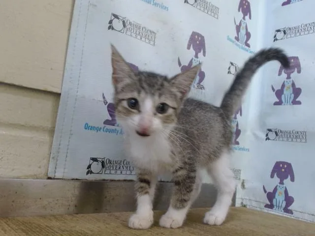 A baby small-sized female Domestic Short Hair cat named Annabell Lee for adoption in Orlando, FL