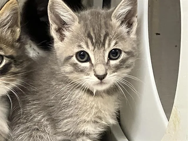 A baby small-sized male Domestic Short Hair cat named Plum for adoption in Tustin, CA