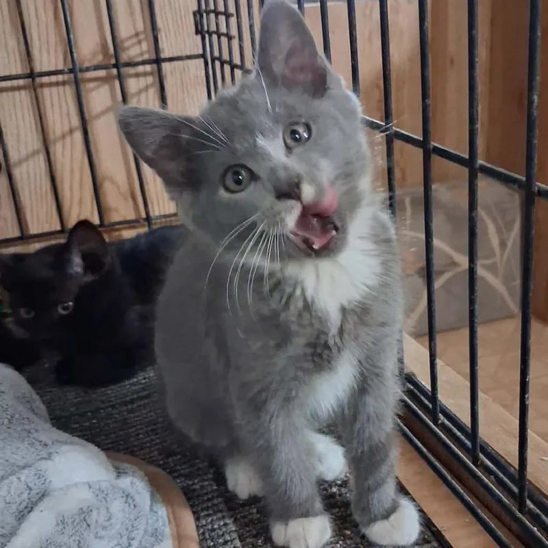 A baby small-sized female Gray / Blue / Silver Manx cat named Pigeon for adoption in Nampa, ID