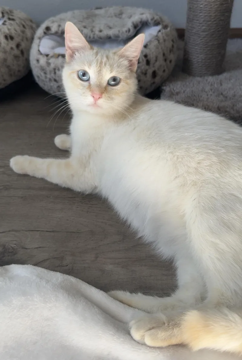 An adult medium-sized female Flame Point Domestic Short Hair cat named Flicka for adoption in Mason City, IA