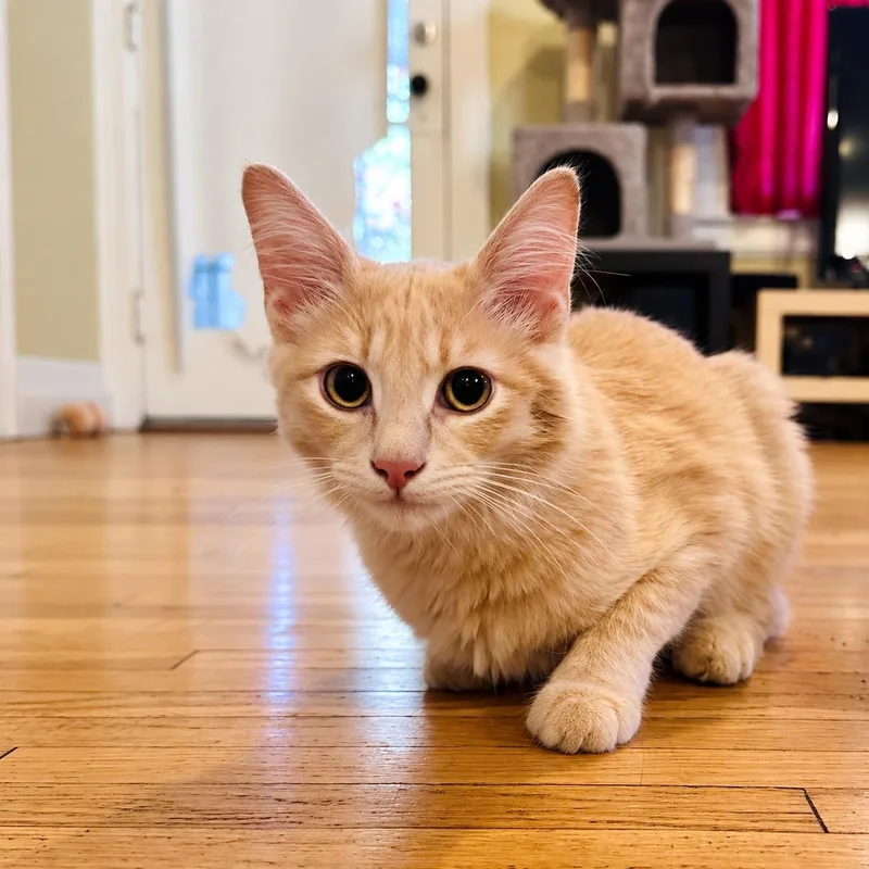 A young medium-sized male Orange & White Tabby cat named Elliott for adoption in Los Angeles, CA