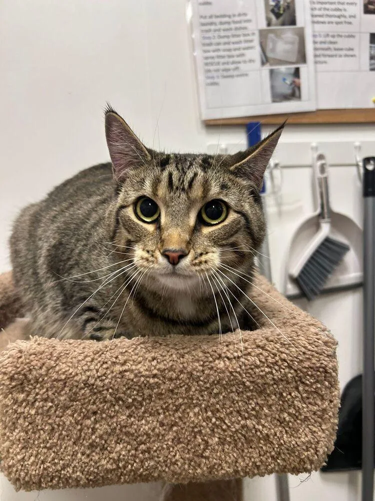 An adult medium-sized male Domestic Short Hair cat named Bird for adoption in Orlando, FL