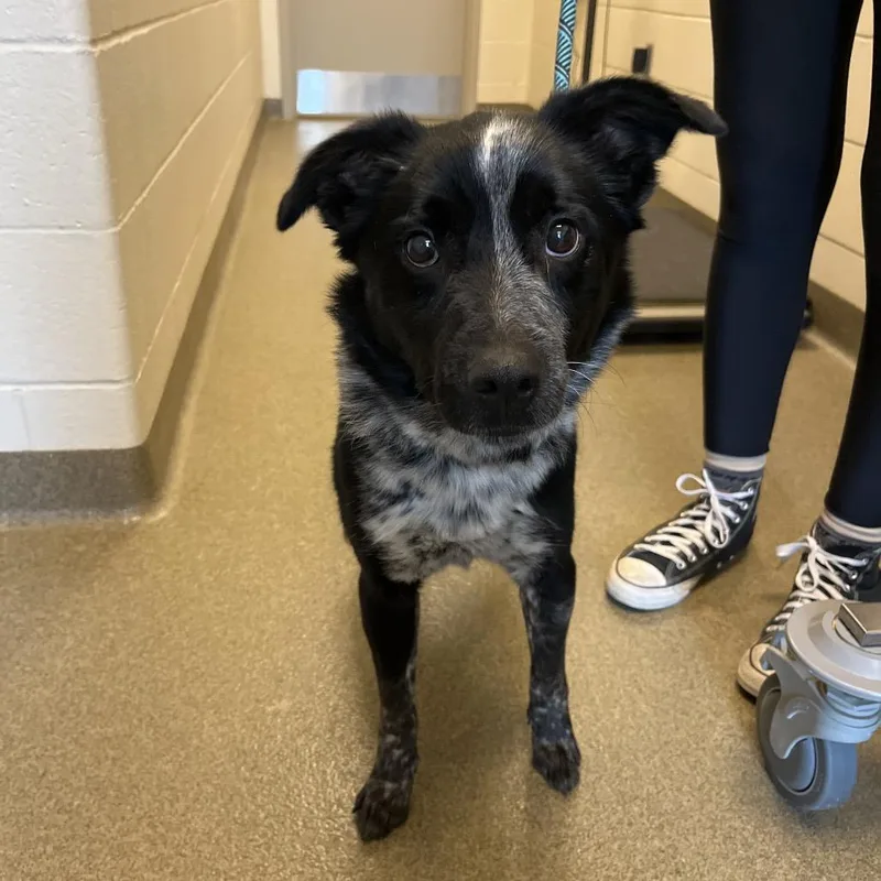 An adult medium-sized male Black Australian Cattle Dog / Blue Heeler dog named Ryder for adoption in Council Bluffs, IA