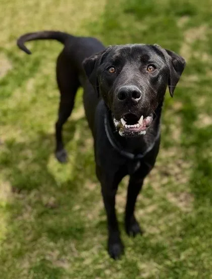 An adult medium-sized male Labrador Retriever dog named Duke for adoption in Missoula, MT
