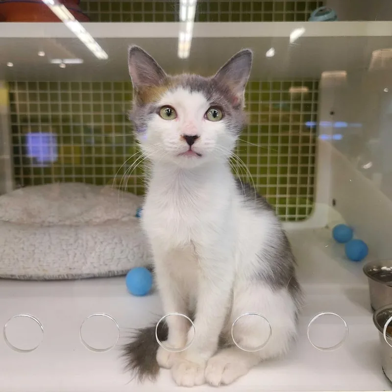 A baby small-sized male Gray / Blue / Silver Domestic Short Hair cat named Krisco for adoption in Tallahassee, FL