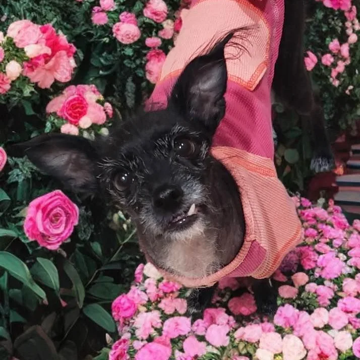 An adult small-sized female Black Terrier dog named Tatiana for adoption in Las Vegas, NV