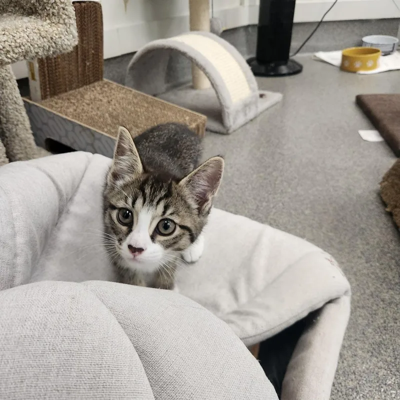 A baby small-sized female Brown / Chocolate Domestic Short Hair cat named Wonton Soup for adoption in Brockton, MA