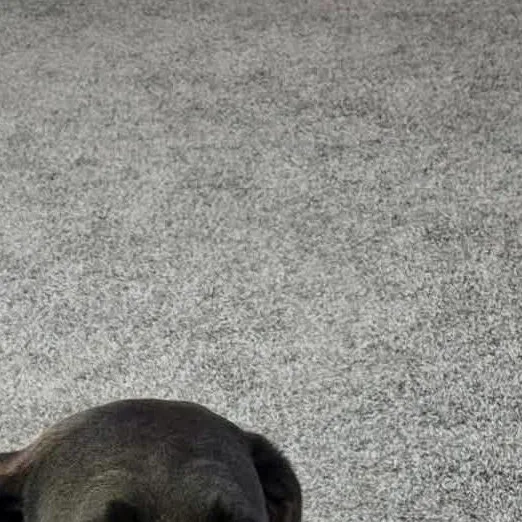 An adult large-sized female Gray / Blue / Silver Labrador Retriever dog named Maggie for adoption in Lewisville, IN