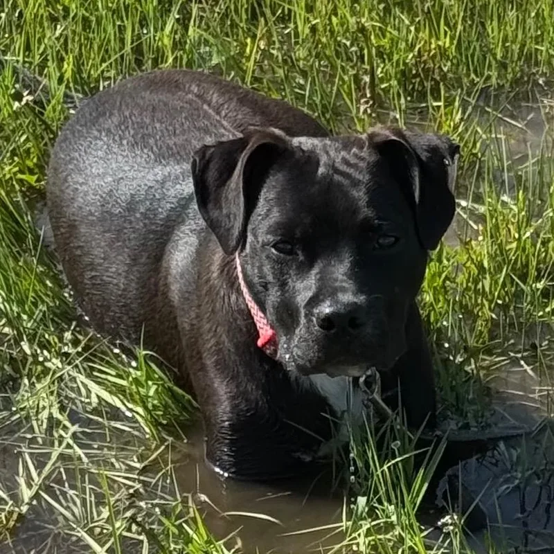A young medium-sized female Black American Staffordshire Terrier dog named Emma for adoption in Monroe, MI