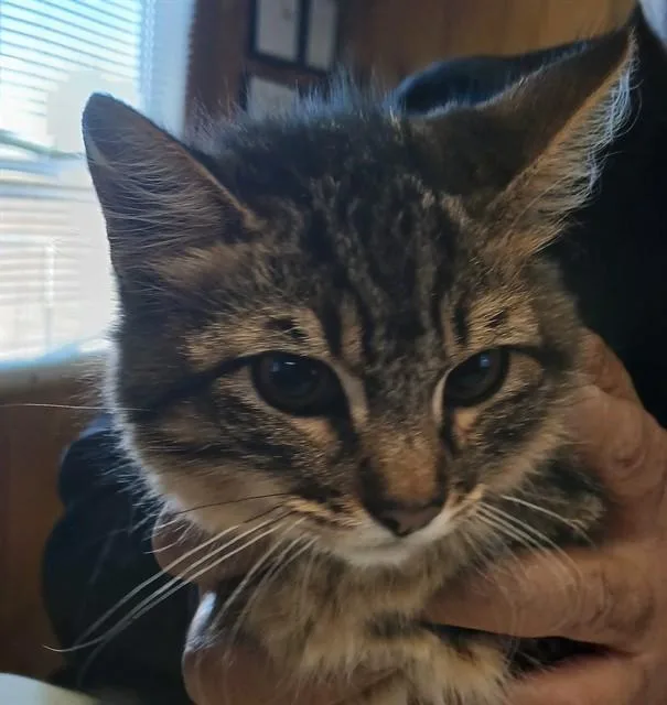 A baby small-sized male Domestic Medium Hair cat named Dhrish for adoption in Lodi, CA