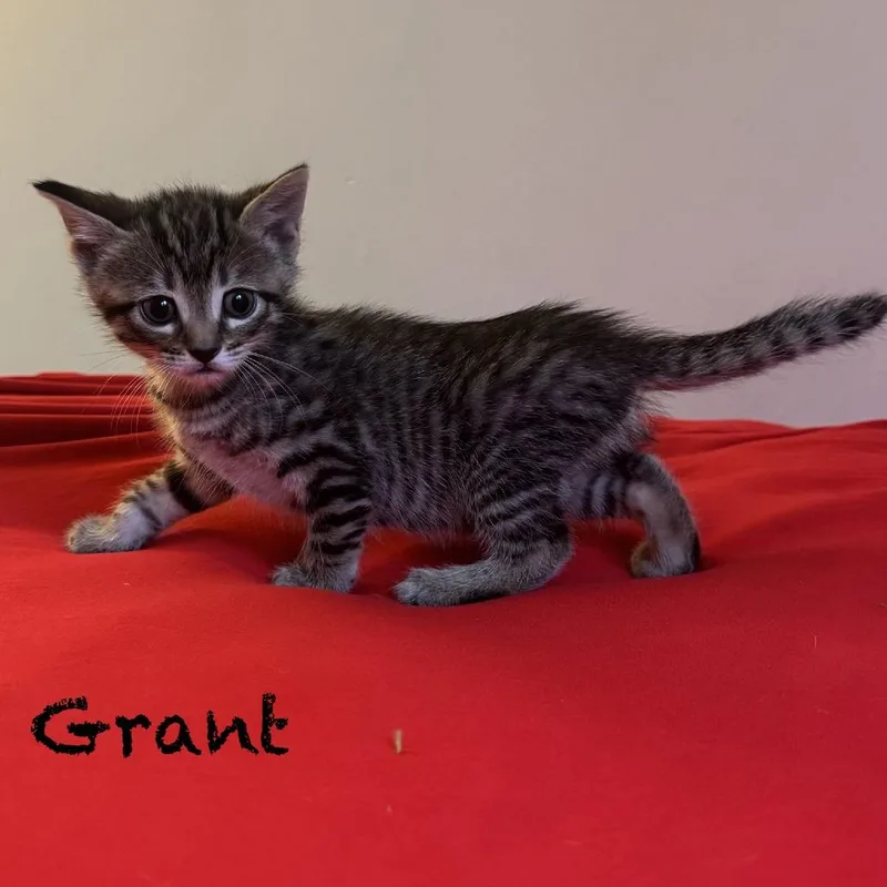Grant thumbnail 3