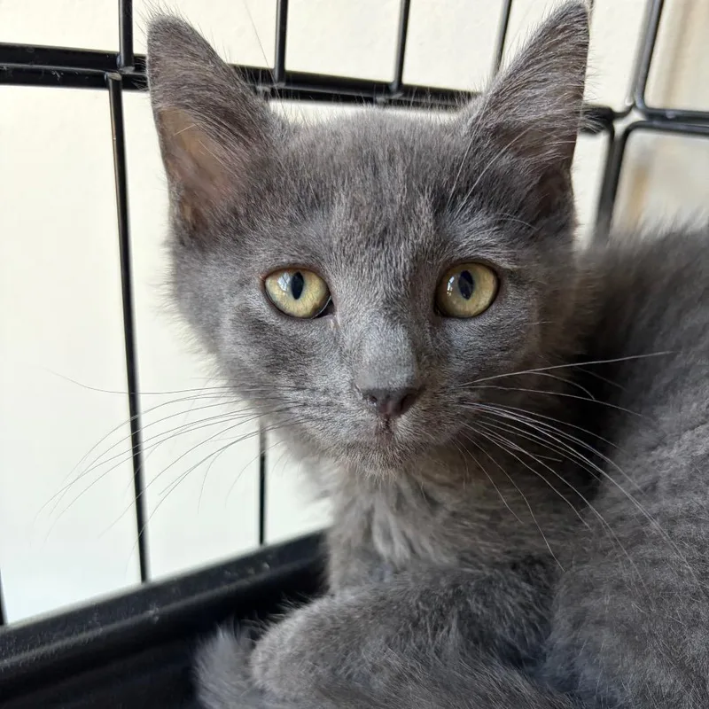 A baby small-sized male Gray / Blue / Silver Domestic Short Hair cat named Breeze for adoption in Lexington, KY