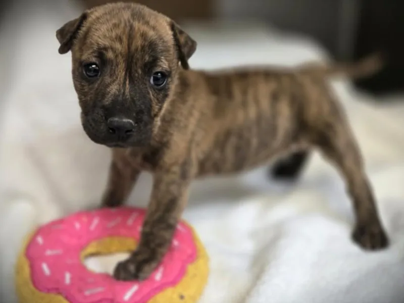 A baby small-sized female Pointer dog named Nugget for adoption in Los Angeles, CA