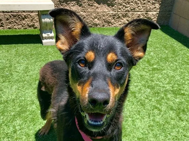 A young large-sized female Black Doberman Pinscher dog named SAVE ME PLEASE Dolly for adoption in San Marcos, CA