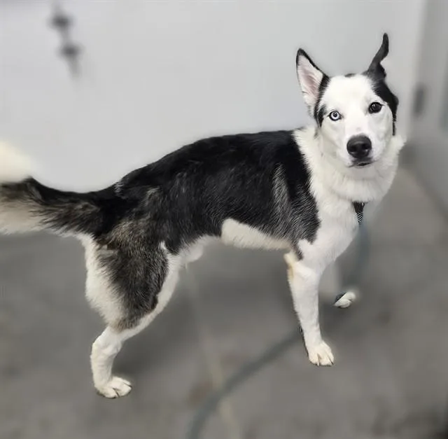 Milo