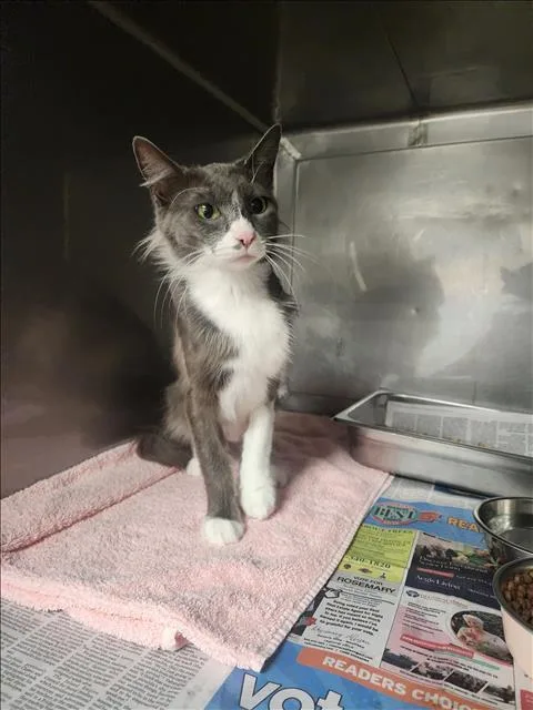 An adult medium-sized female Domestic Short Hair cat named Teresa for adoption in Chatsworth, CA