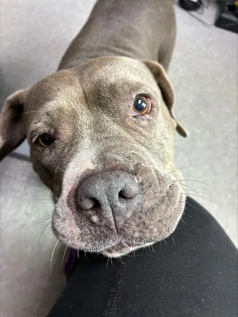 An adult medium-sized female Mastiff dog named Barbie for adoption in Palmetto, FL