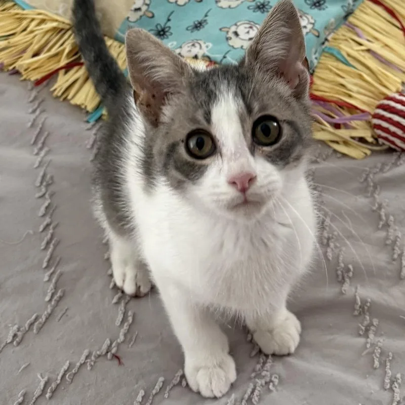 A baby small-sized male Gray & White Domestic Short Hair cat named Macramae for adoption in Chicago, IL