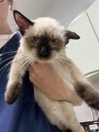 A baby small-sized female Domestic Short Hair cat named Mocha for adoption in Pequot Lakes, MN