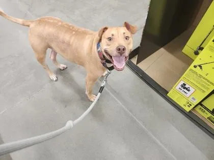 An adult medium-sized male Mixed Breed dog named Ashton FKA Admiral for adoption in West Chester, PA