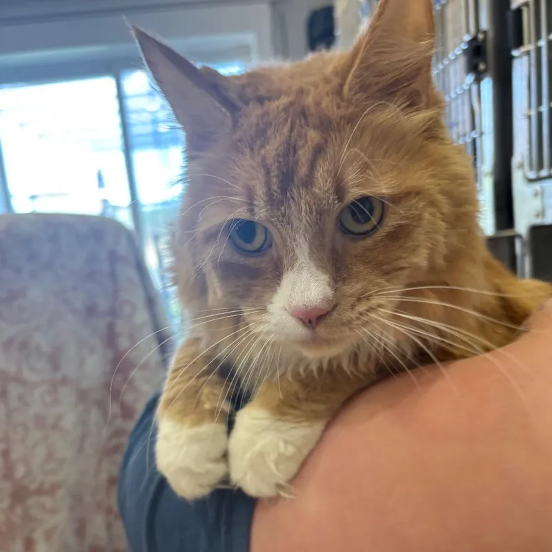 An adult large-sized male Domestic Long Hair cat named Mike for adoption in Spokane, WA