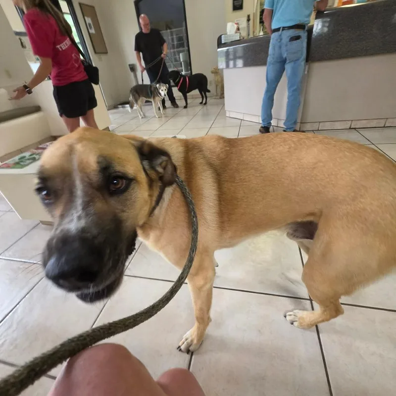 A senior extra large-sized male Yellow Labrador Retriever dog named Cheddar aka Cooper for adoption in Newcastle, OK